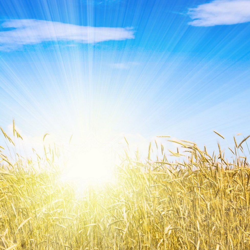 Field of wheat with rising sun