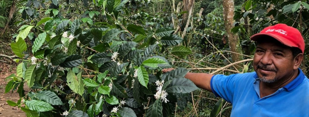 Beneficiary with coffee Plant (H1 Guatemala)