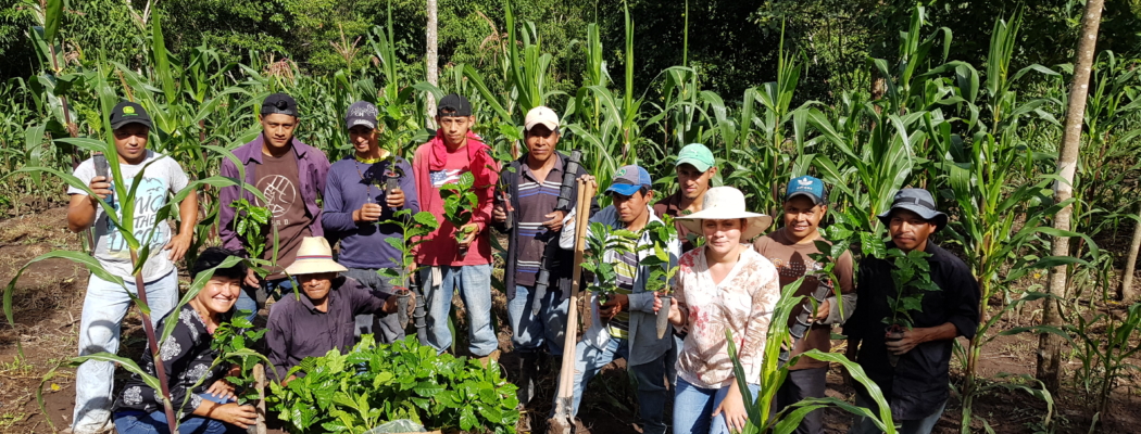 Farmers with Coffee Plants (honduras)
