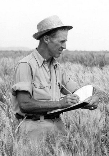 Dr. Norman Borlaug making notes in a field