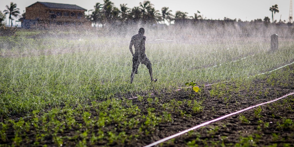 A man walking through a field being irrigated with surface level irrigation pipes