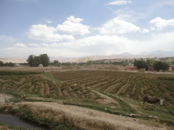 Picture of a agriculture plot in Afghanistan, white faced equine in the fore ground.
