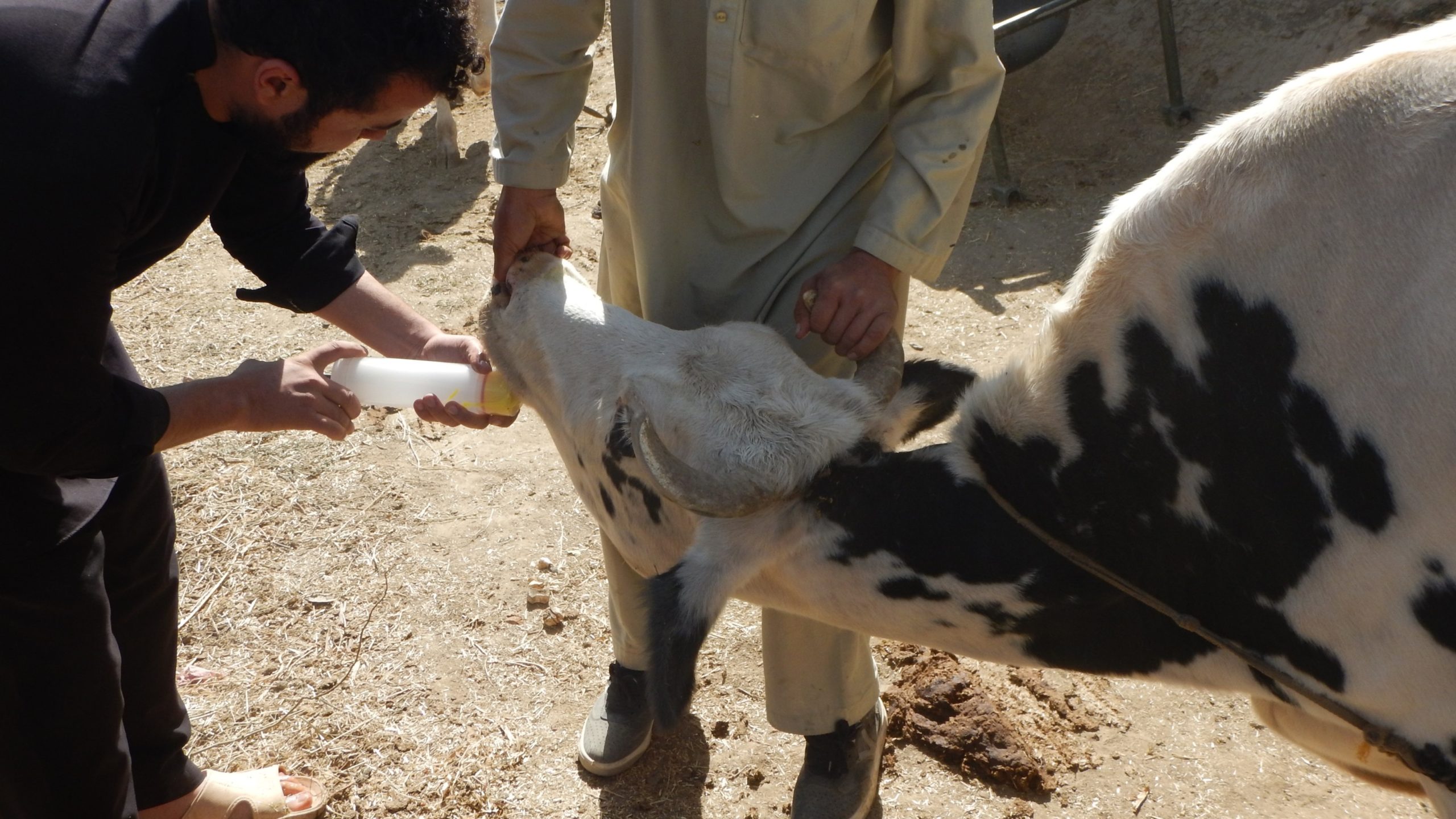 A white bovine being syringe fed or irrigated.