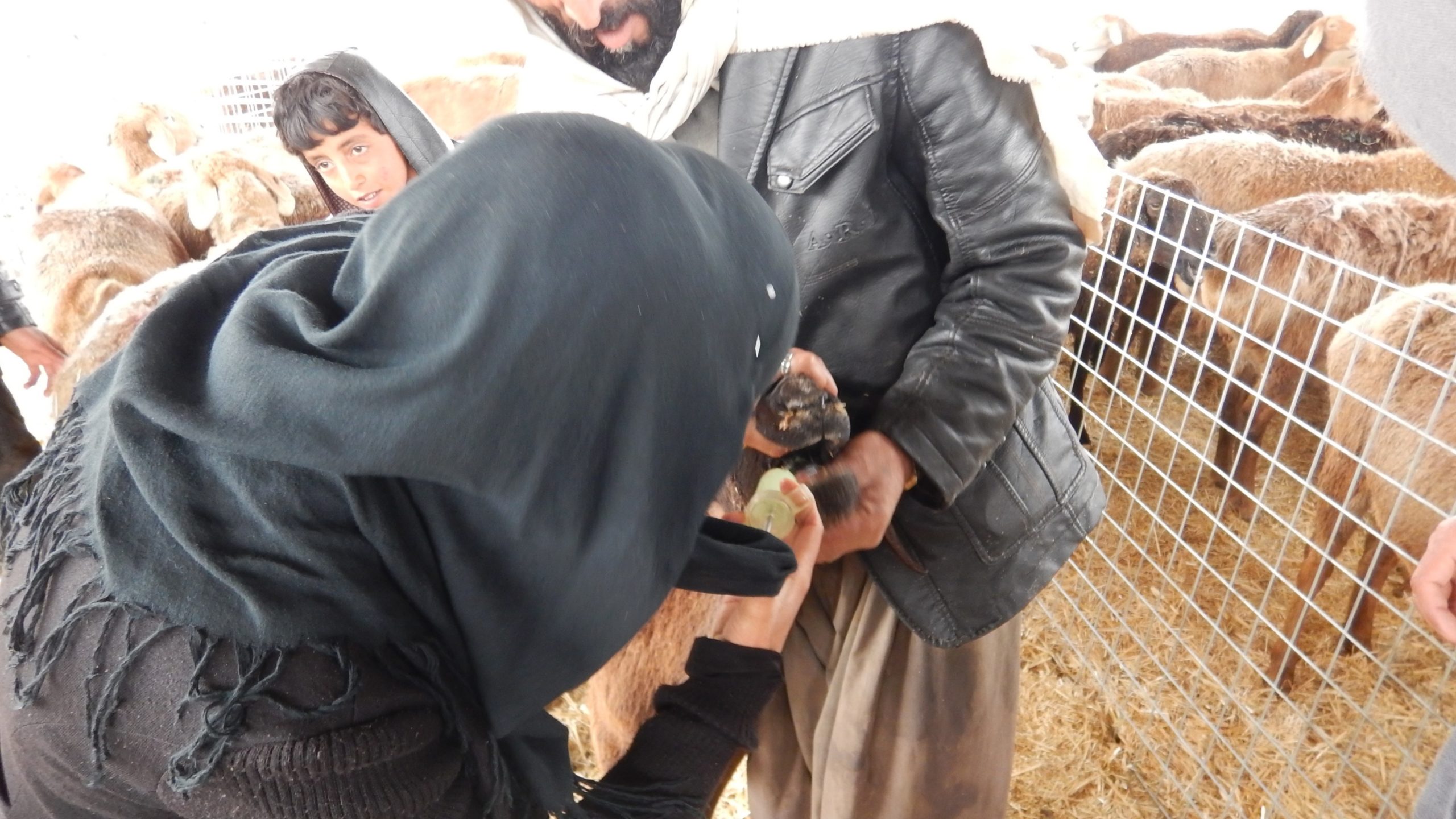 Three people in headscarf's oral syringing a goat