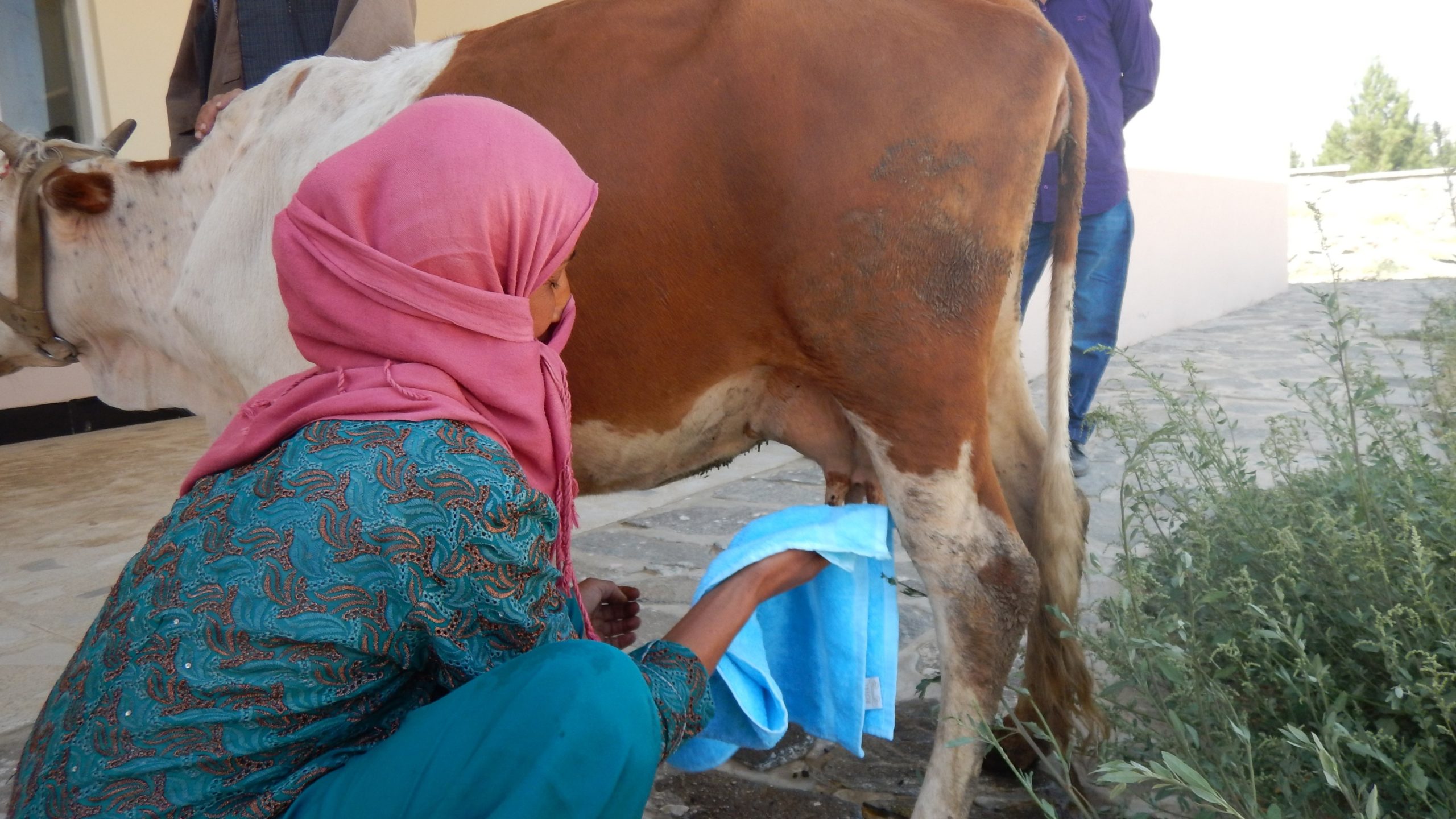 A woman in a headscarf cleaning the teat of a young dairy cow