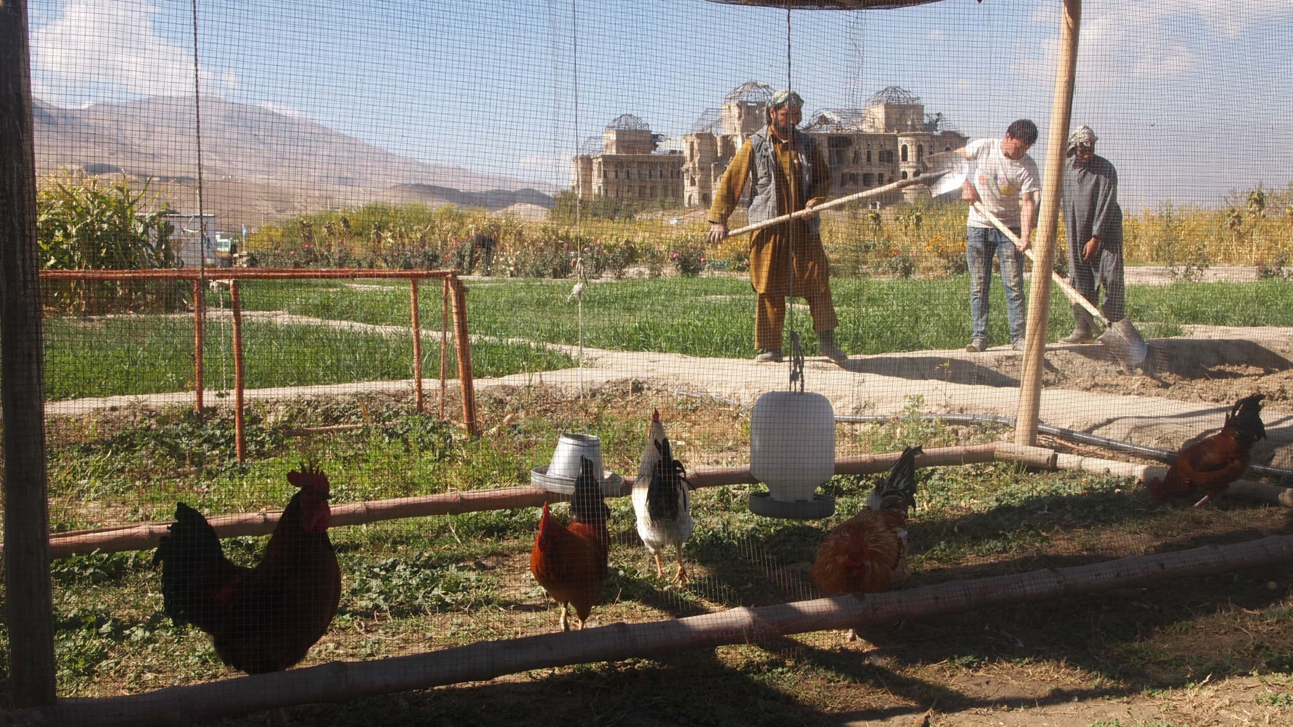 A Wire mesh chicken coop with hanging feeders and water in the foreground, people shoveling in the background.