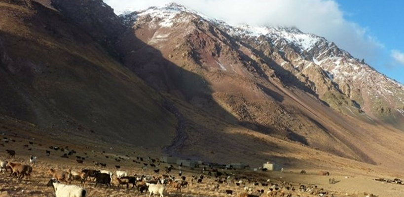Afghanistan Value Chains – Livestock (AVC-L)