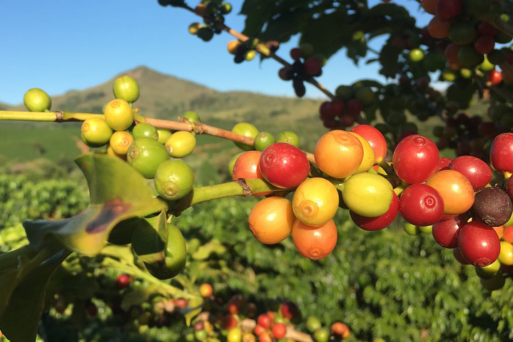 Ripe coffee beans on a brance