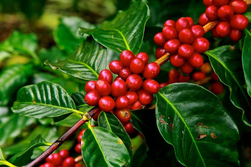 A coffee plant with ripe berries