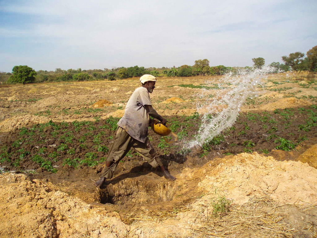 A farmer irrigates his field using a calabash bowl. This time intensive practice makes it difficult to expand the irrigated area. Tingju Zhu/IFPRI.