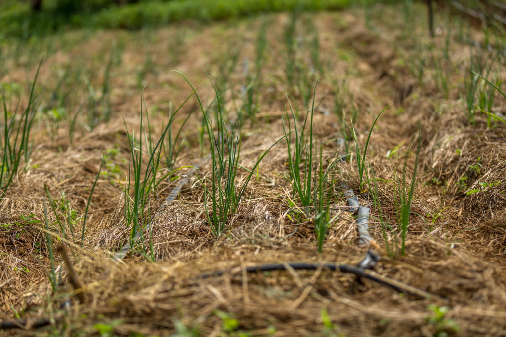 Mulching between crops is one characteristic of conservation agriculture. Mulugeta Ayene/WLE.